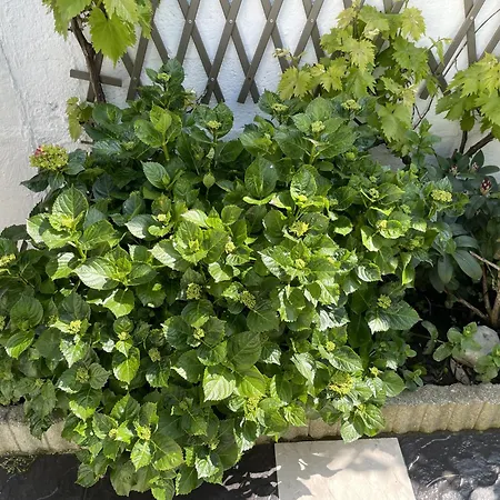 Maison 3 Chambres, Avec Terrasse Au Calme Et A 8mn A Pied ! *